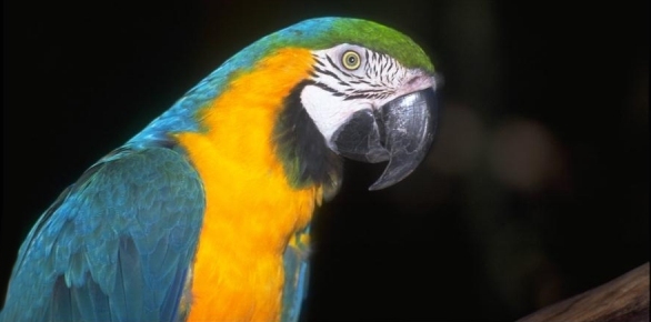 Original Image