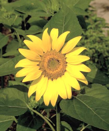 Original Image