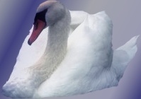 Finish Image! I wonder if the swan notice the change of scenery?